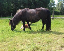 broodmare Anne (Dt.Part-bred Shetland pony, 1991, from Stelart of Transy)