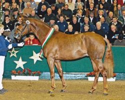 stallion Red Diamond Fox (Westphalian, 2006, from Real Diamond)