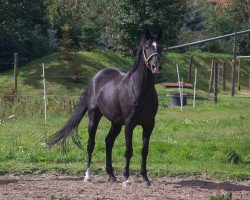 horse Hubertus (Trakehner, 1992, from Tuareg)