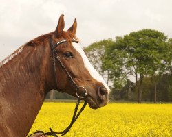 Pferd Honey 73 (Deutsches Sportpferd, 2005, von Hydriot)