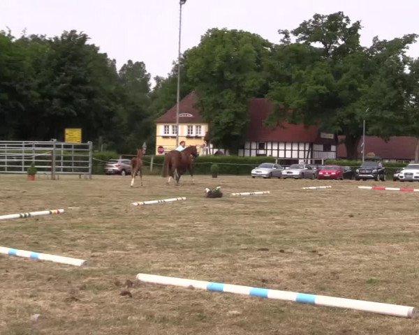 Video of Der Dieter 4