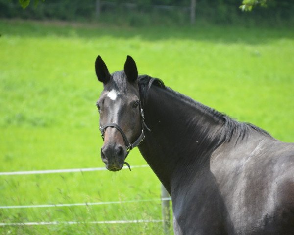 broodmare Germana 6 (Bavarian, 1997, from Levantos I)