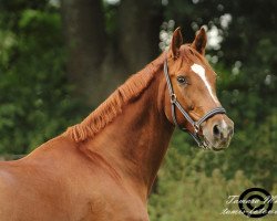 horse Elisa (Bavarian, 2003, from Rotgold)