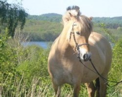 broodmare Perle (Fjord Horse, 2001, from Leander)