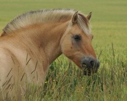 broodmare Frauke (Fjord Horse, 1989, from Jon Halsnæs)