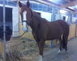 dressage horse Del' Fino (Hanoverian, 2007, from Don Laurie 143 FIN)