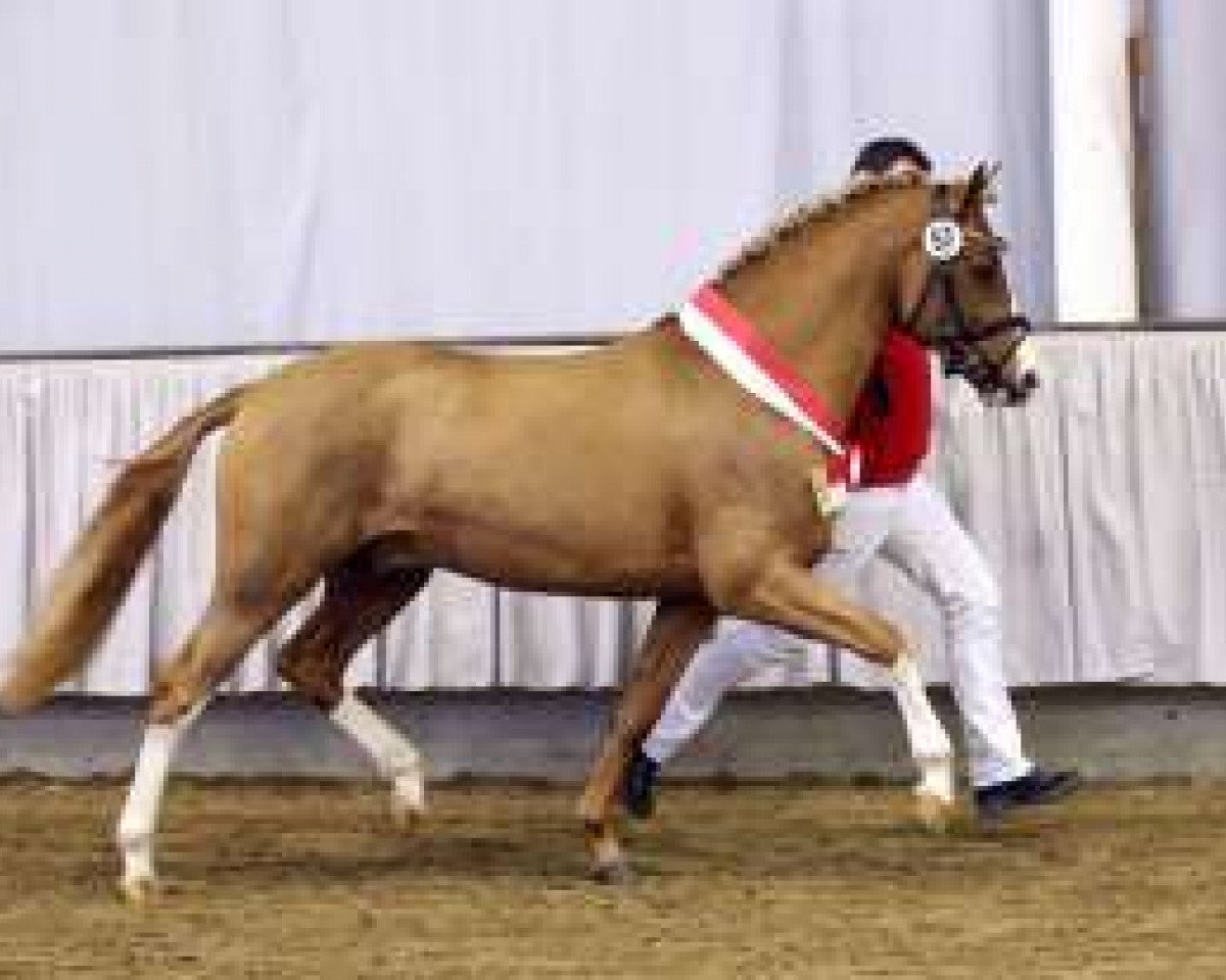 stallion Captain Sparrow (German Riding Pony, 2011, from Captain Cook)