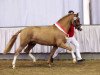 stallion Captain Sparrow (German Riding Pony, 2011, from Captain Cook)