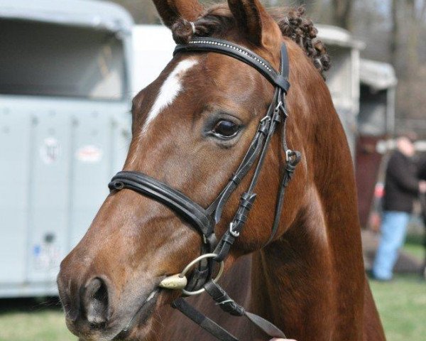 broodmare Venustas Jeanny (German Riding Pony, 2009, from Haacon)