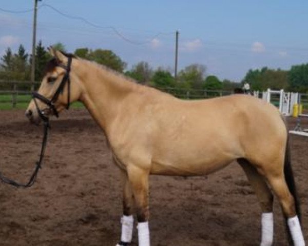 broodmare Coco Chanel 206 (German Riding Pony, 2010, from Nk Cyrill)