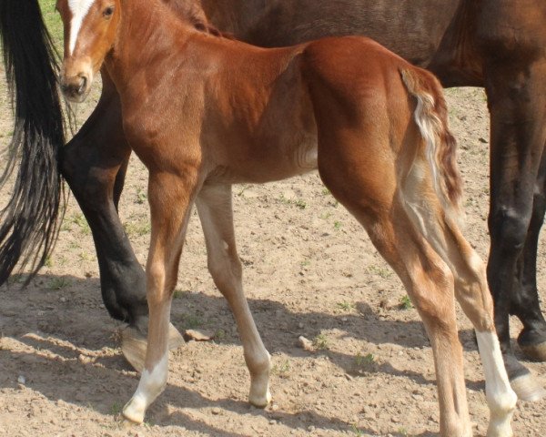 Springpferd El Nino (Hannoveraner, 2014, von Escudo I)