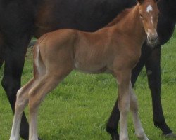 dressage horse Skaraborn (Hanoverian, 2014, from Scolari)