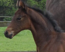 broodmare Sissi (Hanoverian, 2014, from Scuderia)