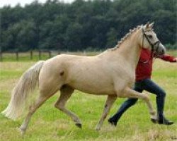 broodmare Holy go Lightly (Hanoverian, 2007, from Hochadel)