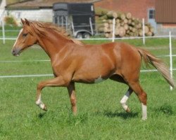 dressage horse Hilkens Givenchy (German Riding Pony, 2013, from Dreidimensional AT NRW)