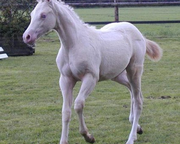 broodmare Sweet Cream K (German Riding Pony, 2005, from FS Champion de Luxe)