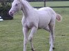 broodmare Sweet Cream K (German Riding Pony, 2005, from FS Champion de Luxe)