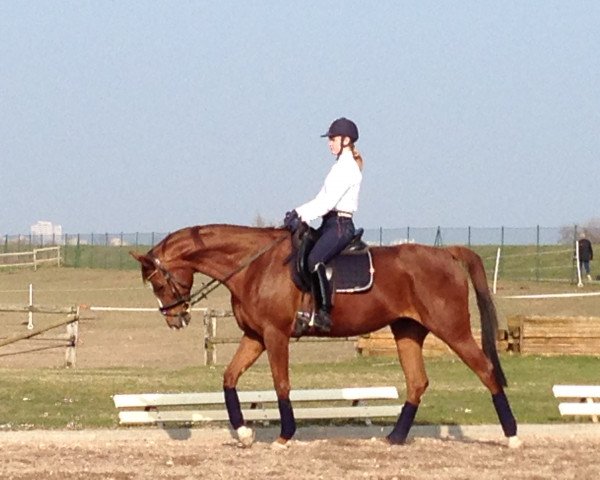 horse Vivara (Trakehner, 2000, from Guy Laroche)