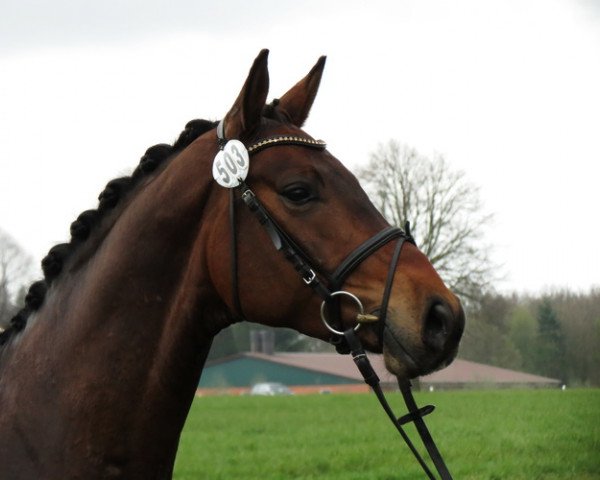 dressage horse Robin Hood 274 (Westphalian, 2010, from Red Diamond Fox)