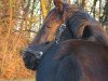 broodmare Pilot's Playmate (German Warmblood, 2011, from Prinzregent)