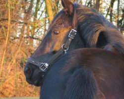 Zuchtstute Pilot's Playmate (Deutsches Reitpferd, 2011, von Prinzregent)