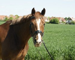 dressage horse Pegasus (Hanoverian, 2008, from Peking)