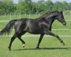 Zuchtstute Hilkens Schwarze Freude (Deutsches Reitpony, 2012, von Black Dancer)