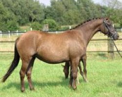 broodmare Hilkens Greta Garbo (German Riding Pony, 2006, from Dreamcatcher)