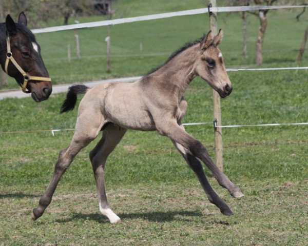 horse Navarro vom Seewerhof (Swiss Warmblood, 2014, from Neon)