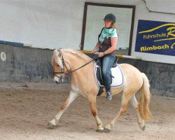 dressage horse Karino (Fjord Horse, 2011, from Kalino)