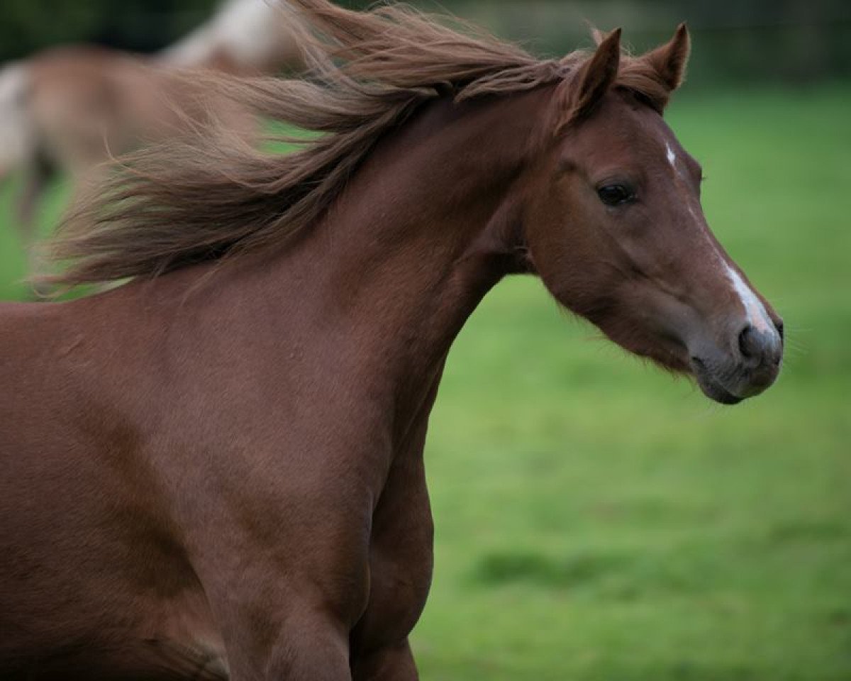 Zuchtstute Pina Colada 172 (Deutsches Reitpony, 2009)