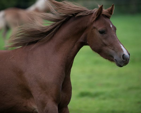 broodmare Pina Colada 172 (German Riding Pony, 2009)