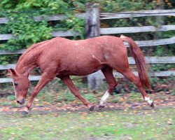 horse Mona Lisa 195 (German Riding Pony, 1996, from Matcho)