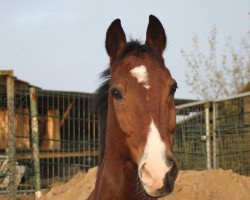 Springpferd Quality's special Son (Oldenburger, 1998, von Quality Boy)