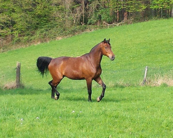 jumper Gentle Giant (Westphalian, 2001, from Gralshüter)