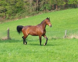 Springpferd Gentle Giant (Westfale, 2001, von Gralshüter)