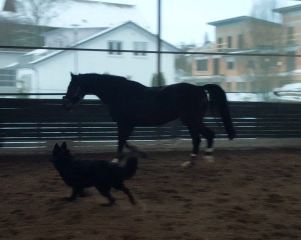 Video of Sir Rubinstein R