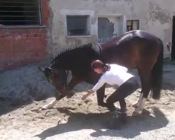 Video of Sir Rubinstein R