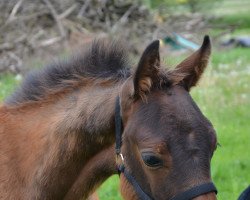 Pferd Neo (Edles Warmblut, 2013, von Noblissimo)