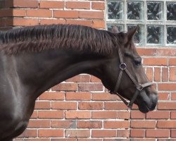 broodmare Kyra (Oldenburg, 2008, from Fidertanz)