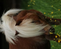 broodmare Nita vom Purnitzgrund (Shetland Pony, 2008, from Mister Milano PrH*)