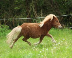 Pferd Salia aus dem Wendland (Shetland Pony, 2013, von Mister Milano PrH*)