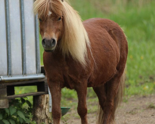 broodmare Rana vom Purnitzgrund (Shetland Pony, 2002, from Bonito)
