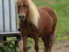 broodmare Rana vom Purnitzgrund (Shetland Pony, 2002, from Bonito)