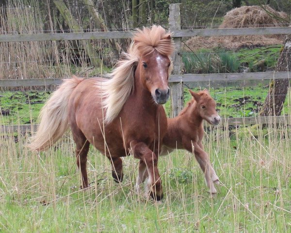 broodmare Nixe PrSt*** (Shetland Pony, 1991, from Bob)