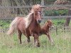 Zuchtstute Nixe PrSt*** (Shetland Pony, 1991, von Bob)