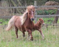 Zuchtstute Nixe PrSt*** (Shetland Pony, 1991, von Bob)