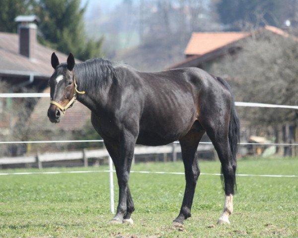 Zuchtstute Serenade (Oldenburger, 2000, von Sandro Hit)