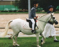 broodmare Three-B Auryn (Welsh mountain pony (SEK.A), 1986, from Wynswood Little Acorn)