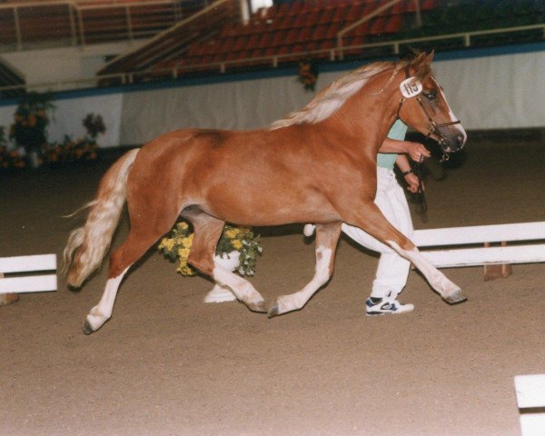 Zuchtstute Three-Stars Blaze (Welsh-Cob (Sek. C), 1995, von Crimon Brenin)